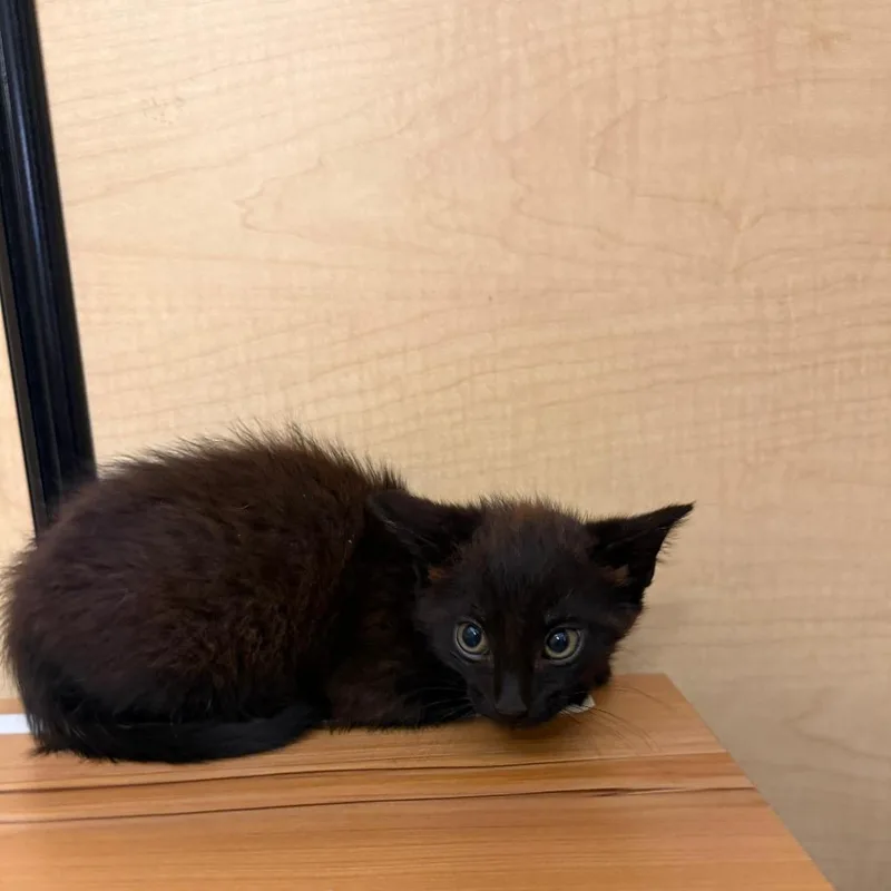 A baby small-sized male Black Domestic Short Hair cat named WuTang @ Azalea Square for adoption in Summerville, SC