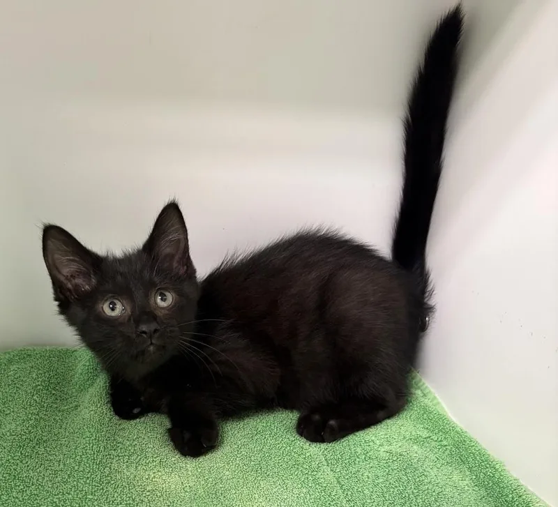 A baby small-sized male Black Domestic Medium Hair cat named Simon for adoption in Rochester, IN