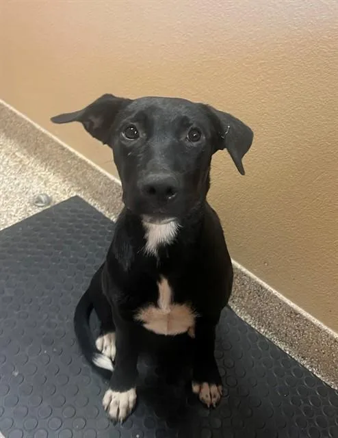 A young small-sized female German Shepherd Dog dog named Nova for adoption in Blythe, CA