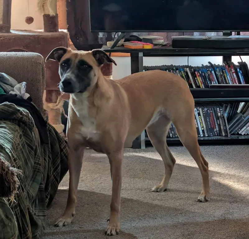An adult medium-sized female Belgian Shepherd / Malinois dog named Daisy for adoption in Zimmerman, MN