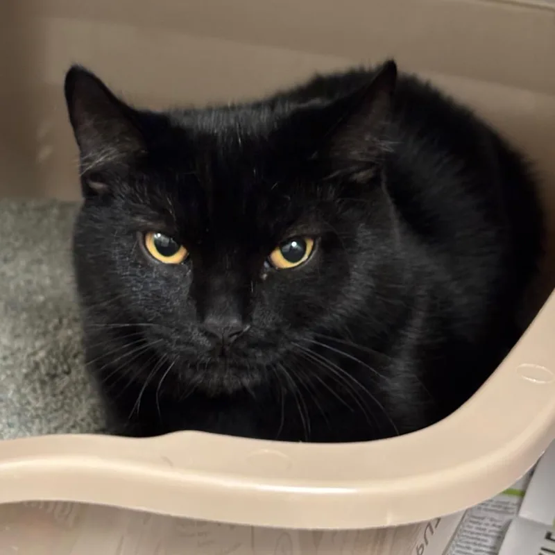 A young medium-sized male Domestic Short Hair cat named Sam for adoption in Springfield, MA