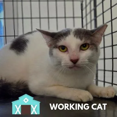 A young medium-sized female Gray / Blue / Silver Domestic Short Hair cat named Loretta for adoption in Sarasota, FL