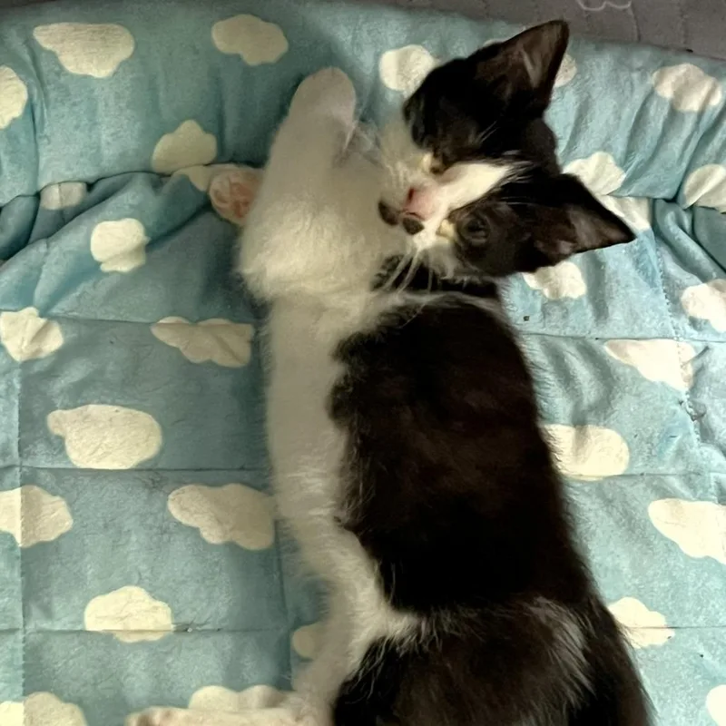 A baby small-sized male Domestic Short Hair cat named Pepper for adoption in Fairfax, VA