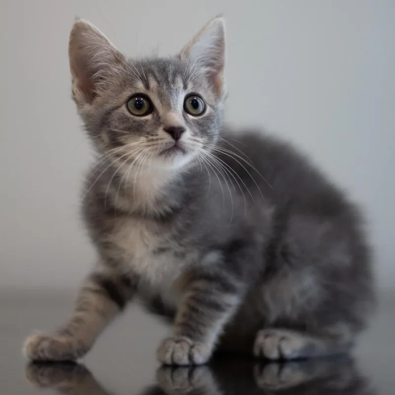 A baby small-sized female Domestic Medium Hair cat named Mia for adoption in Cumming, GA
