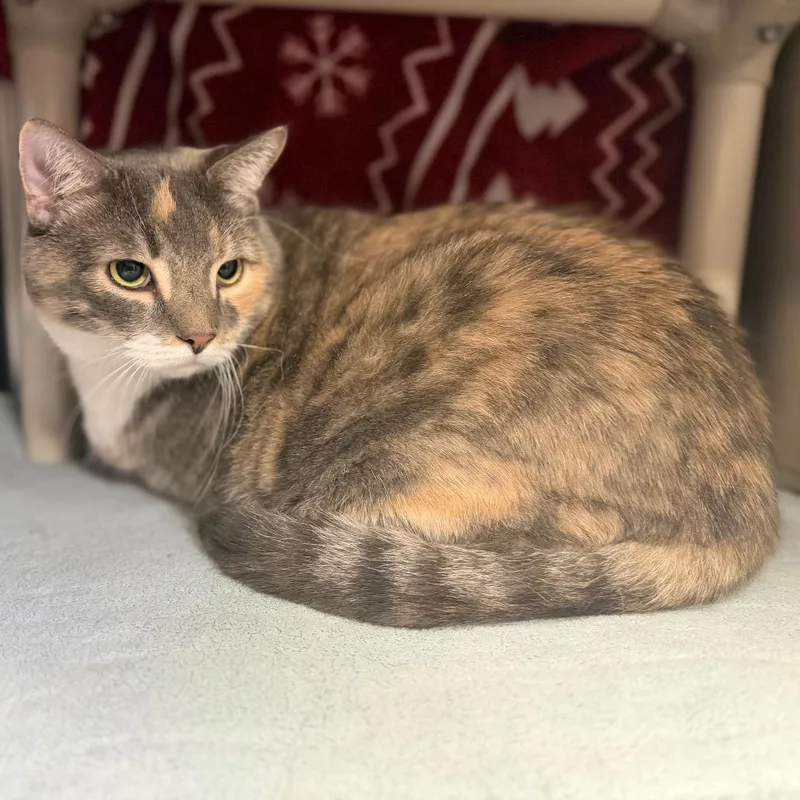 An adult extra large-sized female American Shorthair cat named Callie for adoption in Perkiomenville, PA