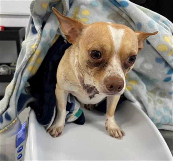 An adult small-sized male Chihuahua dog named Tarantino for adoption in Toledo, OH