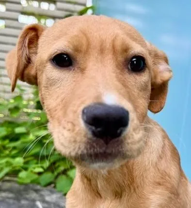 A young large-sized male Labrador Retriever dog named Ziggy for adoption in Kansas City, MO