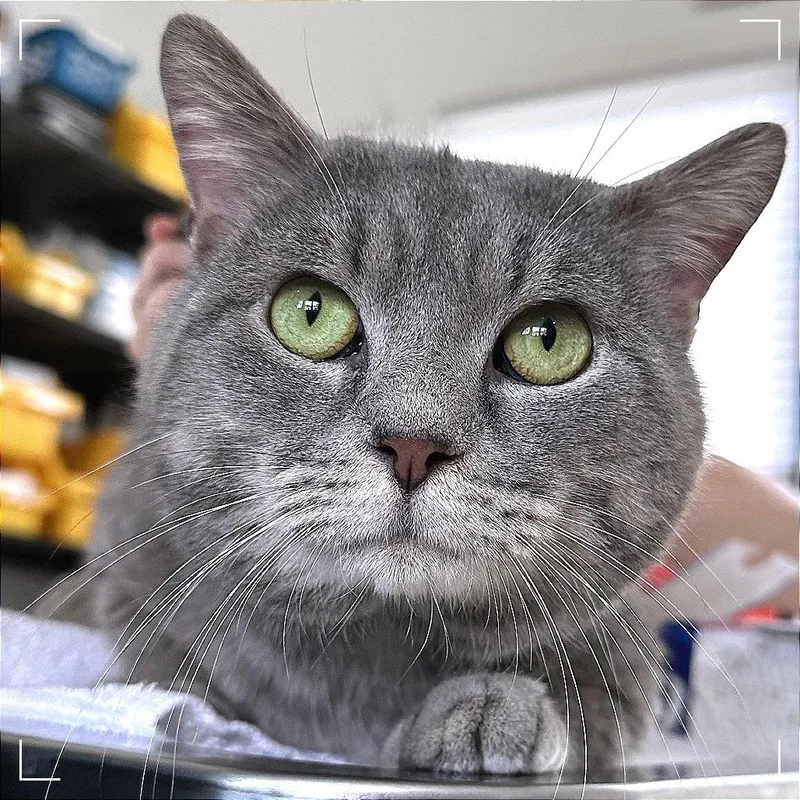 Yoda