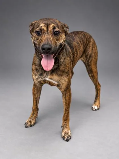 A young medium-sized male Mountain Cur dog named Scooby for adoption in Bowling Green, KY