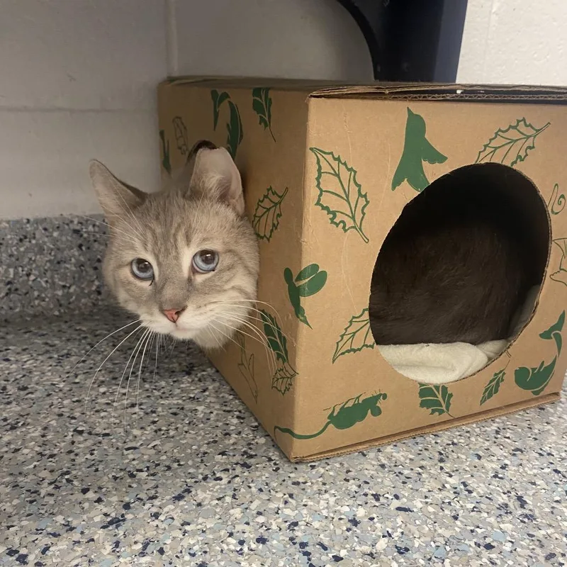 An adult medium-sized male Domestic Short Hair cat named Woody for adoption in Dayton, OH