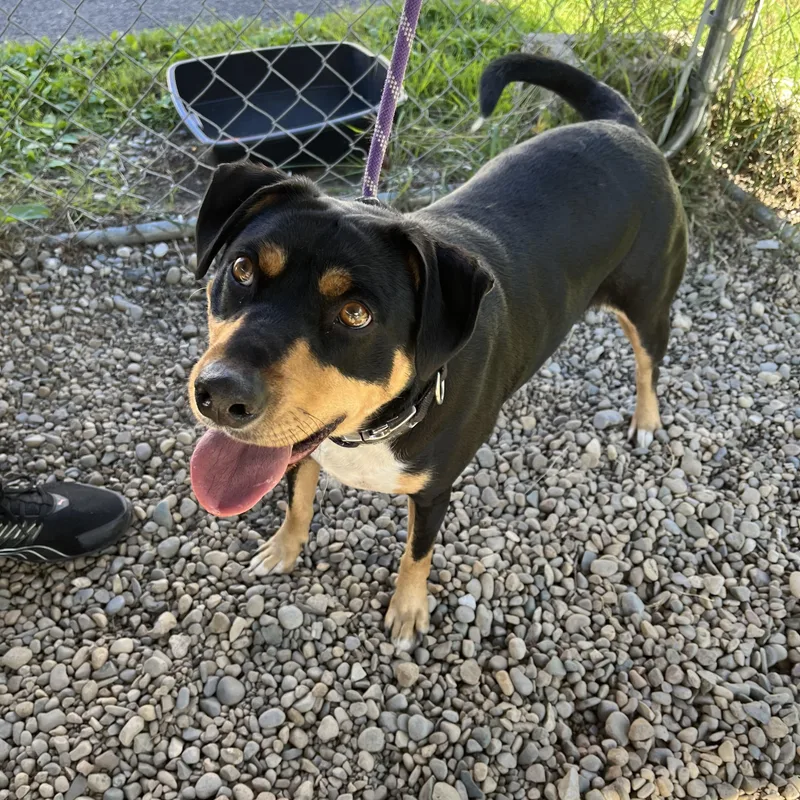 An adult medium-sized male Pit Bull Terrier dog named Toby for adoption in Lincoln, MI