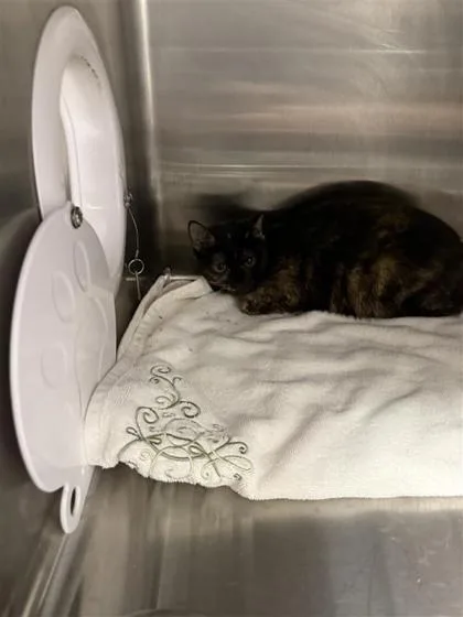 An adult small-sized female Domestic Short Hair cat named Gremlin for adoption in West Chester, PA