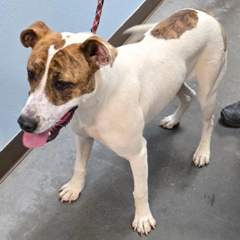 A young medium-sized female White / Cream Pit Bull Terrier dog named Rosebud for adoption in Idaho Falls, ID