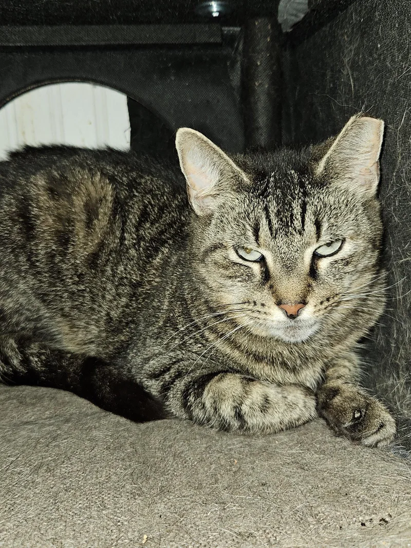 An adult medium-sized female Domestic Short Hair cat named Phoenix for adoption in Holbrook, NY