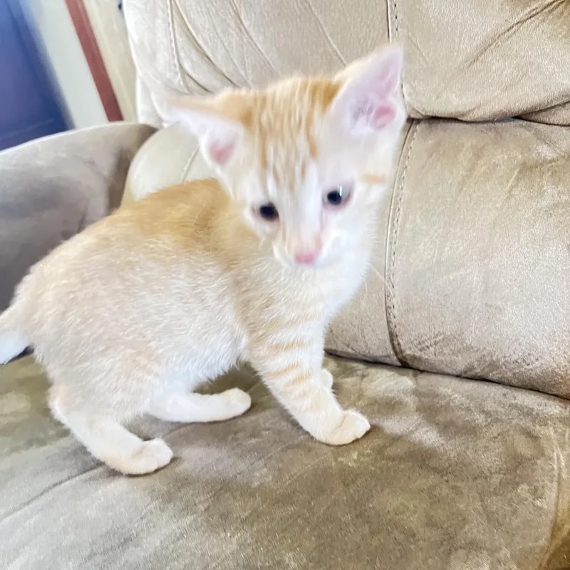A baby small-sized male Orange / Red American Shorthair cat named Kurt for adoption in Wadena, MN