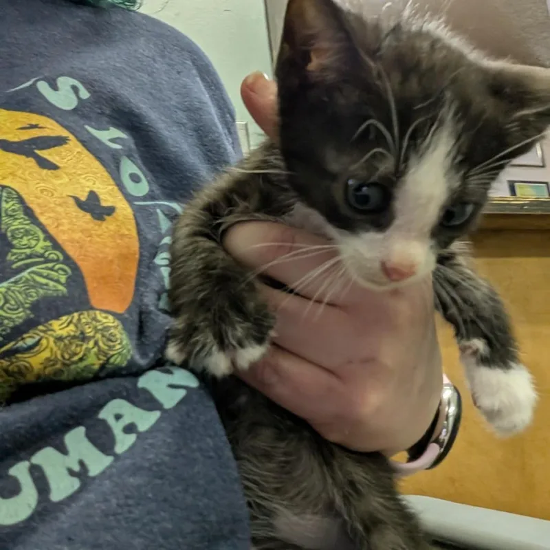 A baby small-sized male Black Domestic Short Hair cat named Apple Jacks for adoption in Columbia, MO