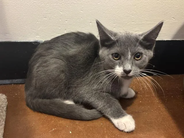 A baby small-sized female Domestic Short Hair cat named Waffles for adoption in Santa Clara, CA