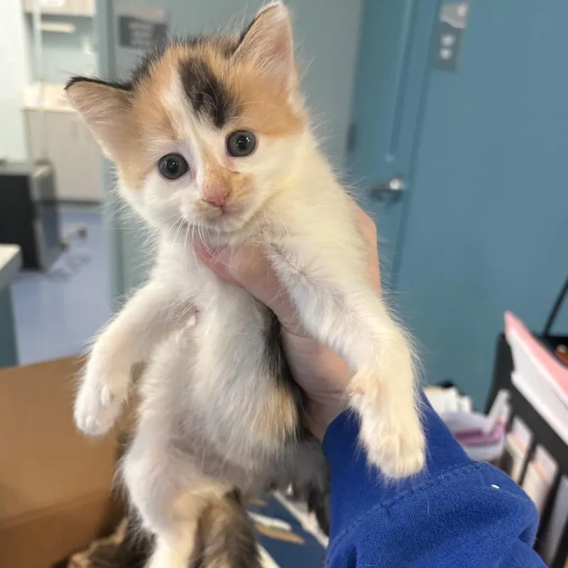 A baby small-sized female Calico Domestic Short Hair cat named Black Widow for adoption in Greensboro, NC