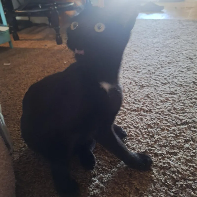 A baby small-sized female Domestic Short Hair cat named Twinkle for adoption in Shelbyville, IN