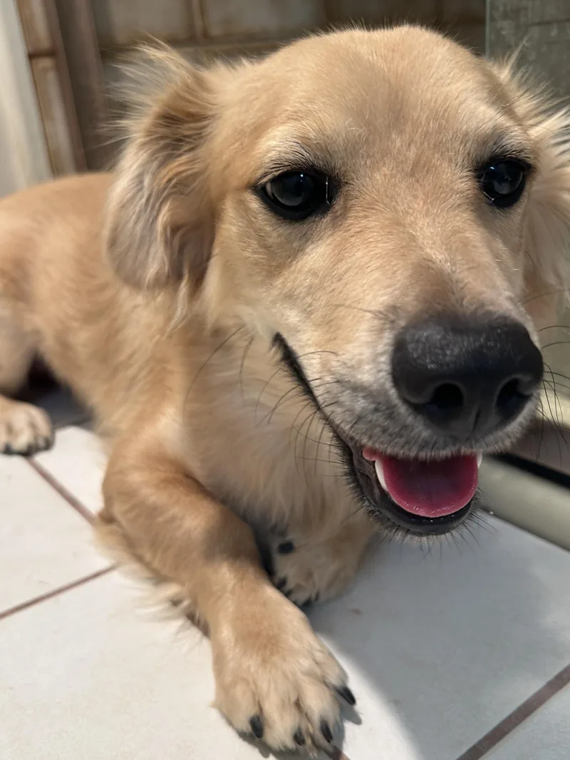 A young small-sized male Spaniel dog named Brownie for adoption in El Cajon, CA