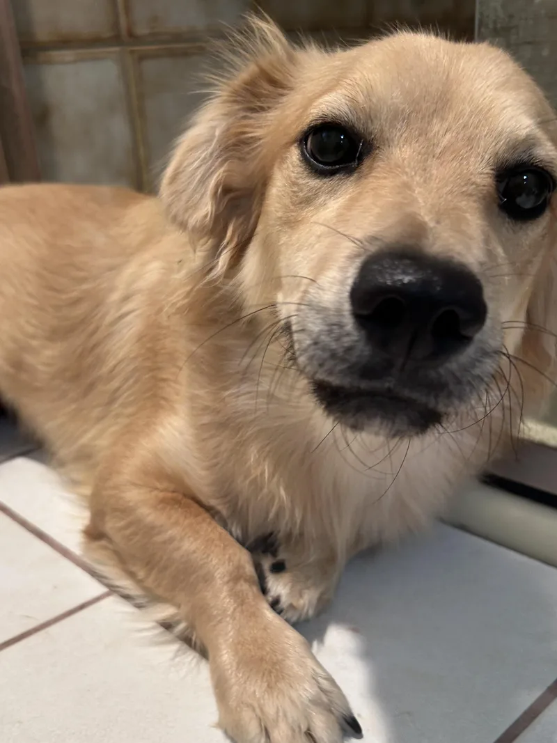 Brownie thumbnail 4