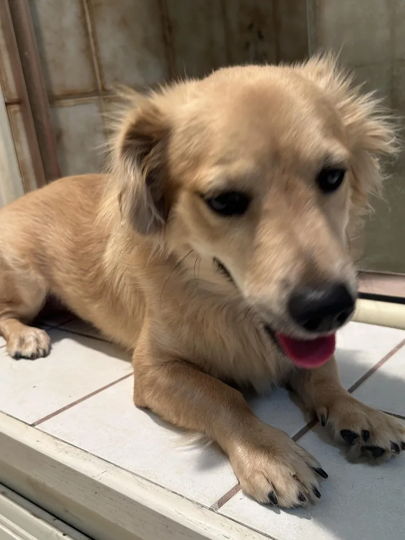 Brownie thumbnail 5