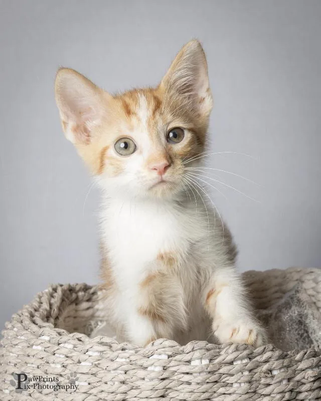 A young medium-sized male Tabby (Orange / Red) Domestic Short Hair cat named Peridot for adoption in Maryville, TN