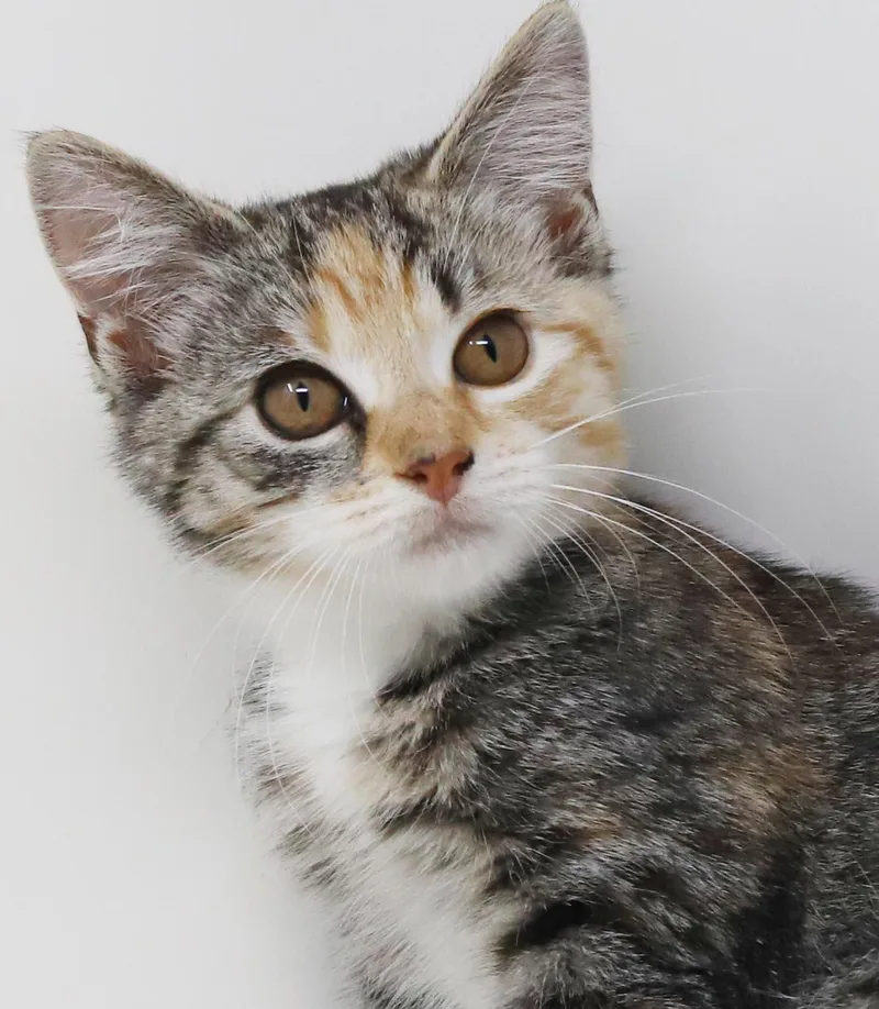 A baby small-sized female Torbie cat named Martha is a dorky for adoption in Bedford Hills, NY
