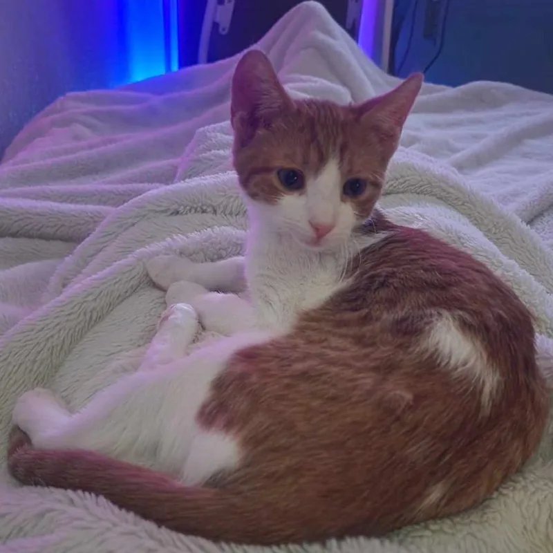 Sir Georgie thumbnail 2