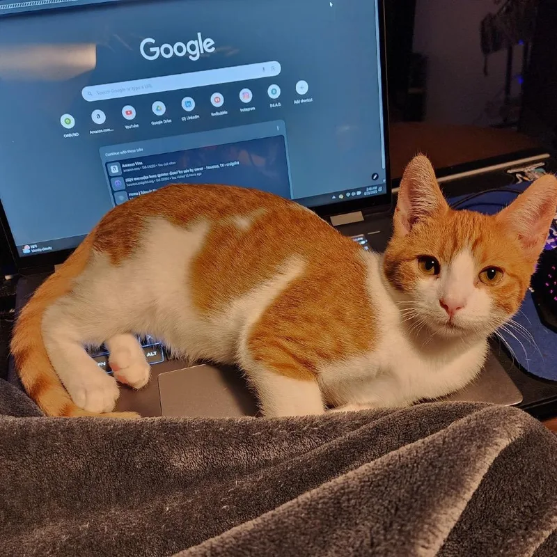 Sir Georgie thumbnail 3