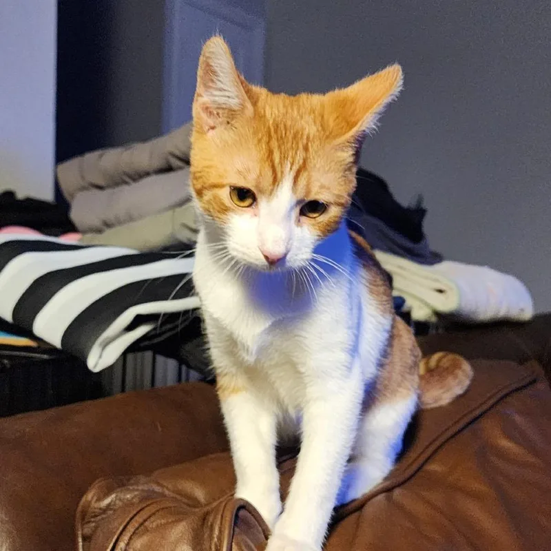 Sir Georgie thumbnail 4