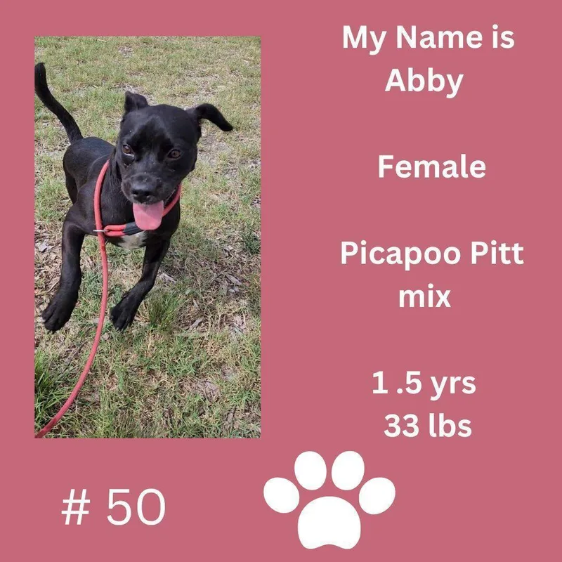 Abby thumbnail 2