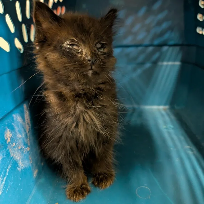 A baby small-sized male Black Domestic Long Hair cat named Scott for adoption in Columbia, MO