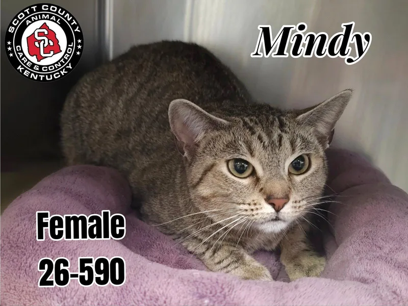An adult small-sized female Domestic Short Hair cat named Mindy for adoption in Georgetown, KY