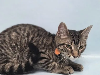 A baby small-sized female Domestic Short Hair cat named Croissant for adoption in Woodbury, MN
