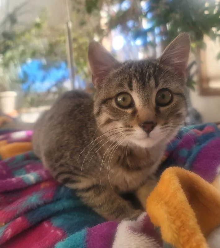 Scarlett thumbnail 2