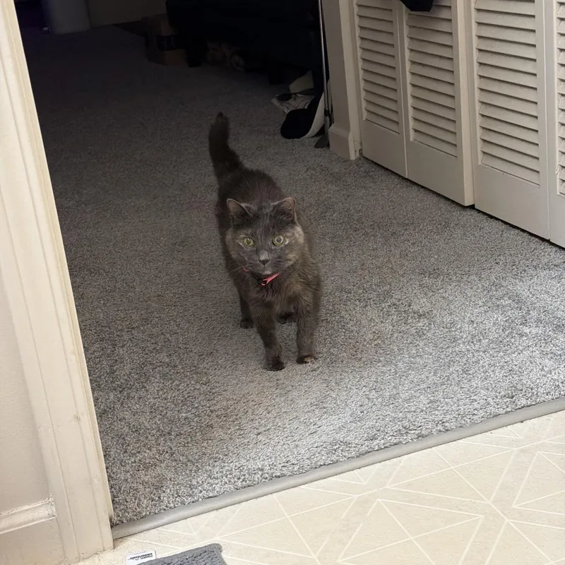 A senior medium-sized female Tortoiseshell Domestic Short Hair cat named Baby for adoption in Springfield, IL
