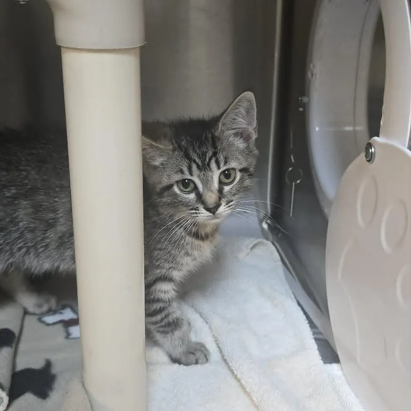 A baby medium-sized female Tabby (Gray / Blue / Silver) Domestic Short Hair cat named Rey for adoption in Orange, VA