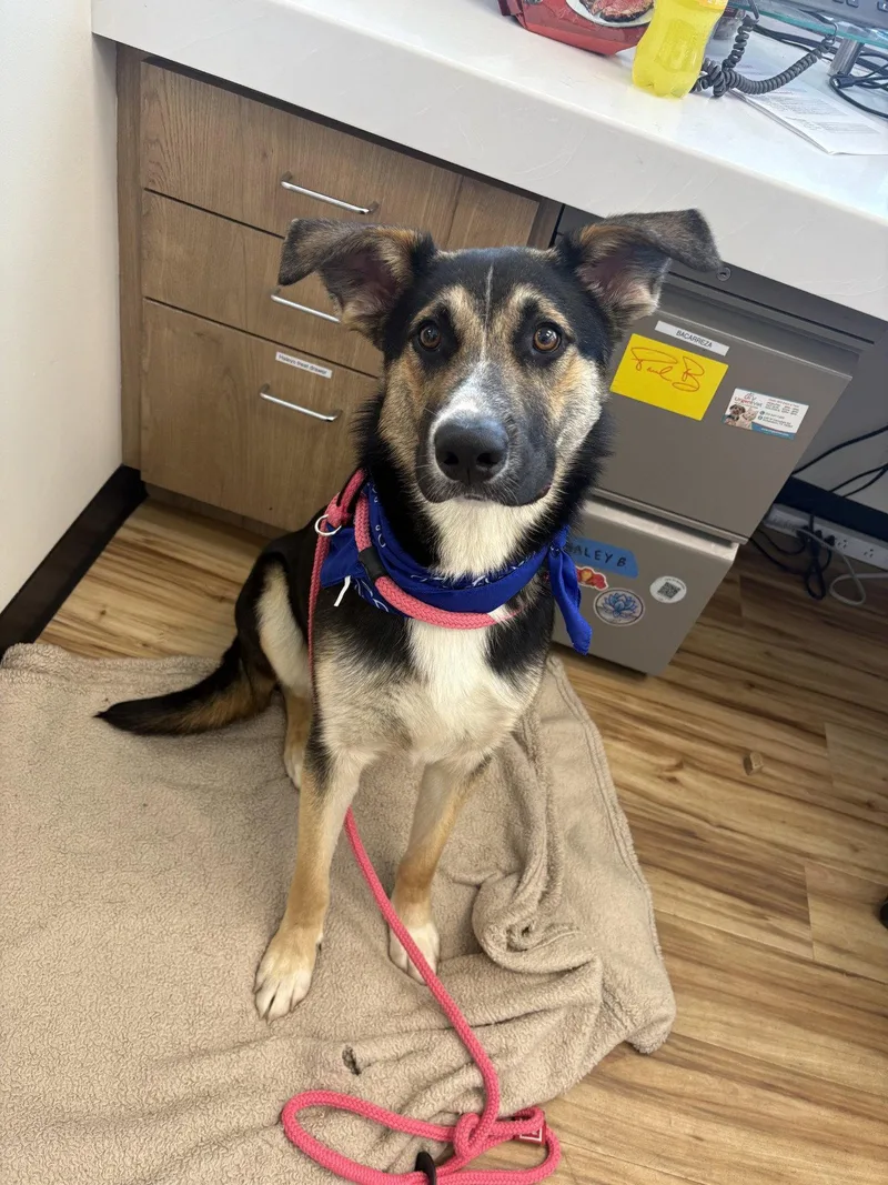 A young medium-sized male German Shepherd Dog dog named Dill Pickles for adoption in Richardson, TX