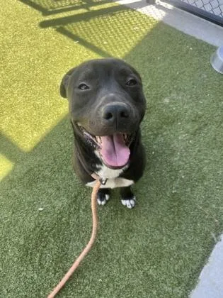 An adult medium-sized male Labrador Retriever dog named Simba for adoption in Atlanta, GA