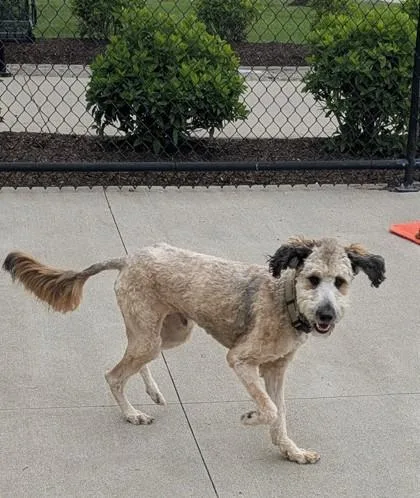 An adult large-sized male Standard Poodle dog named Leo for adoption in Westland, MI