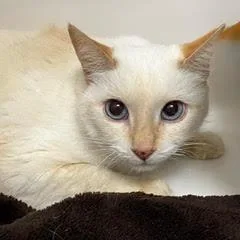 An adult large-sized female Flame Point Siamese cat named Precious for adoption in Green Valley, AZ