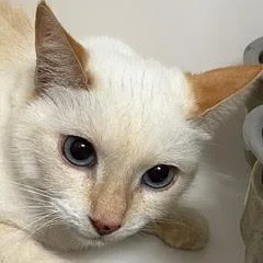 Precious thumbnail 3