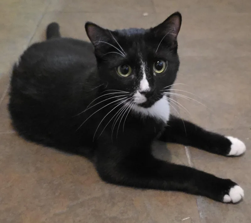 A young medium-sized male Black & White / Tuxedo Domestic Short Hair cat named Nutmeg for adoption in Glendale, AZ