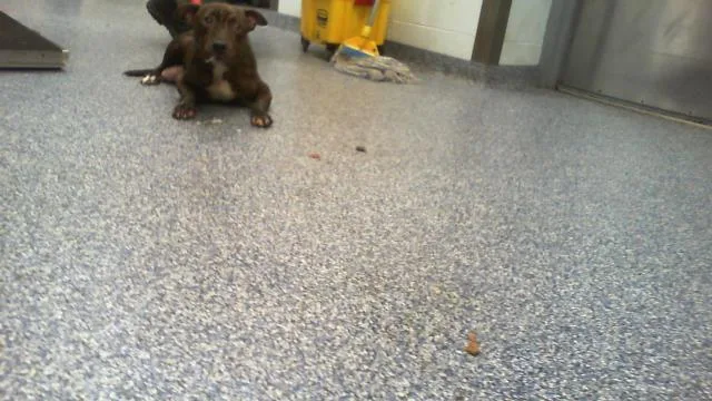 A young medium-sized female Pit Bull Terrier dog named Tigra for adoption in Charlotte, NC