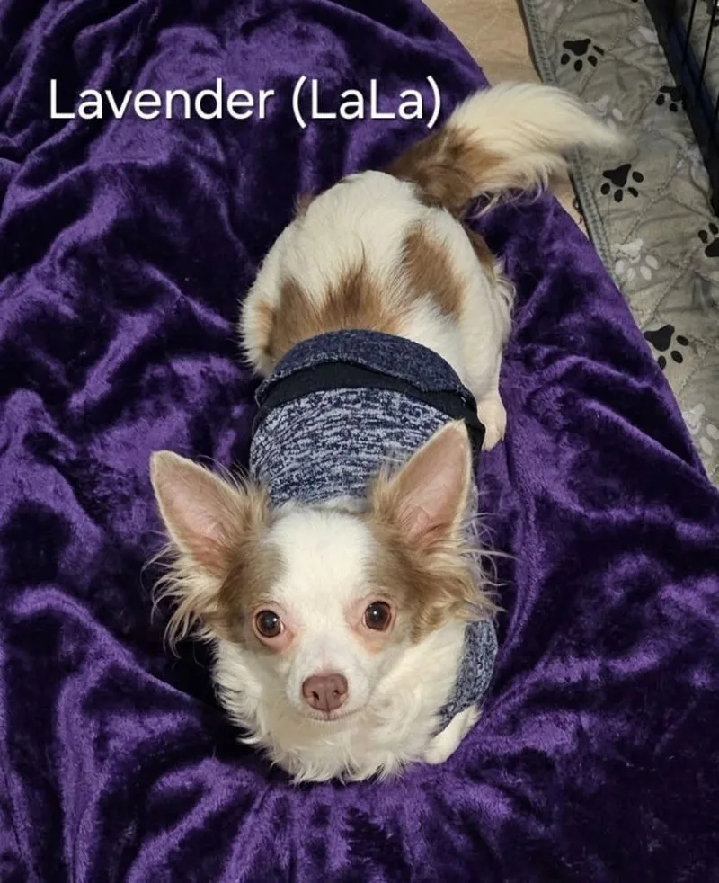 An adult small-sized female Chihuahua dog named Lavender $ for adoption in Milwaukee, WI