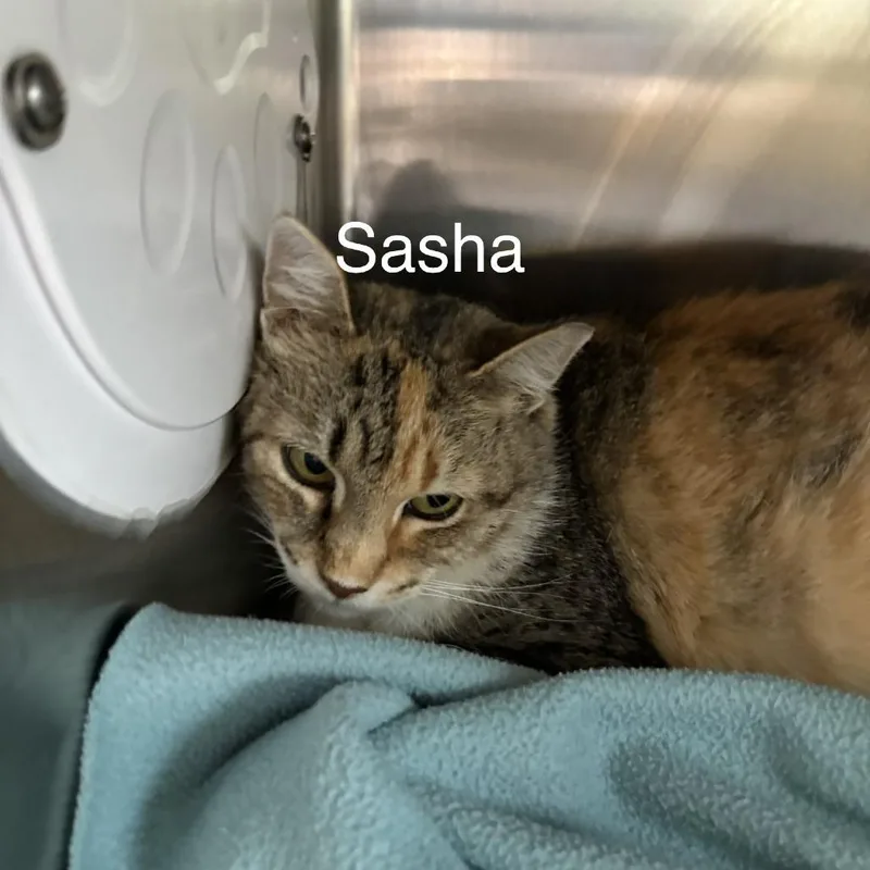Sasha