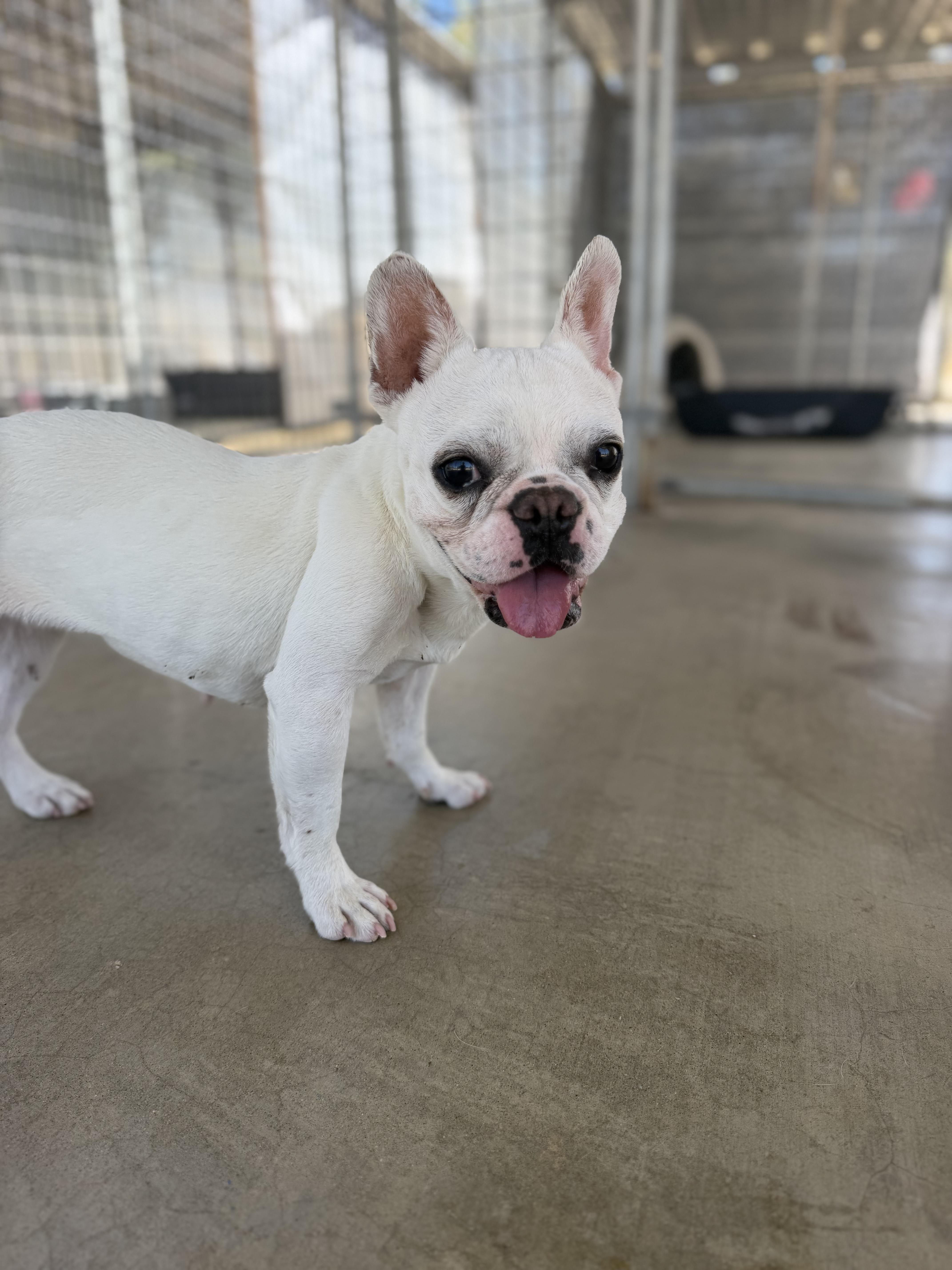 A young small-sized female White / Cream French Bulldog dog named Audrey for adoption in Littlerock, CA