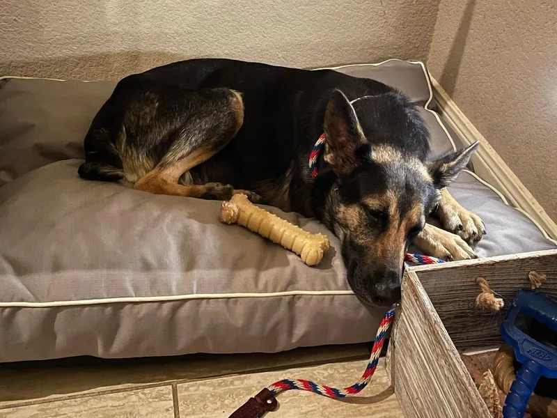 An adult medium-sized female Black German Shepherd Dog dog named Bobbie for adoption in Round Rock, TX