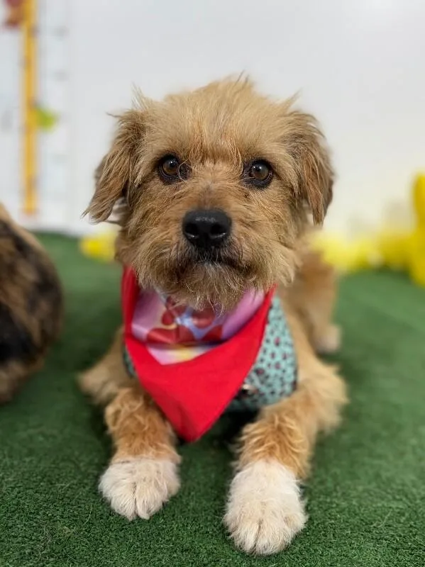 A young small-sized female Brown / Chocolate Border Terrier dog named Butter for adoption in Carlsbad, CA